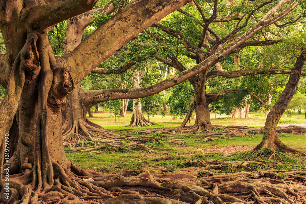 Fototapeta premium Sri Lanka:Royal Botanical Gardens, Peradeniya, Kandy 
