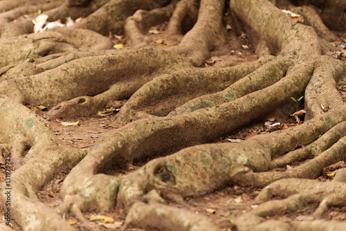 Roots of a tree in Sri Lanka 
