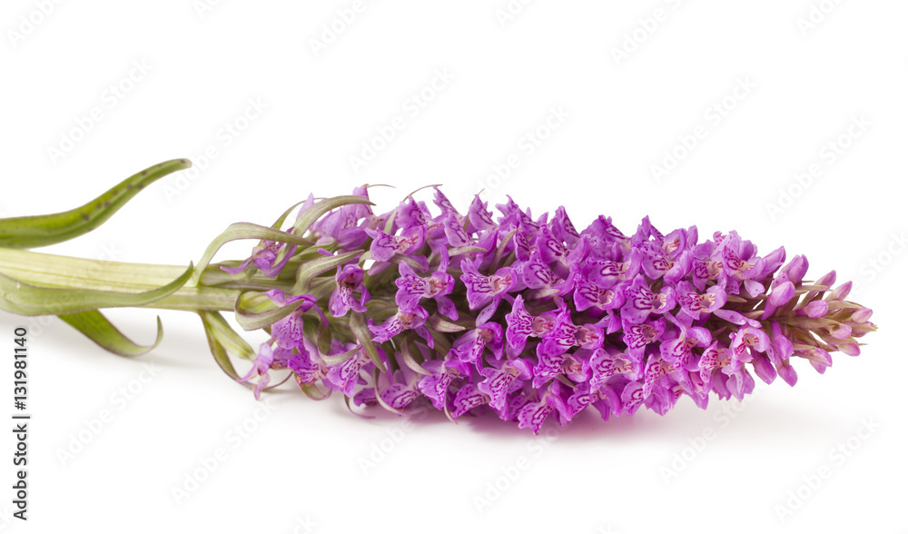 Dactylorhiza fuchsii on a white background Dactylorhiza fuchsii on a white background