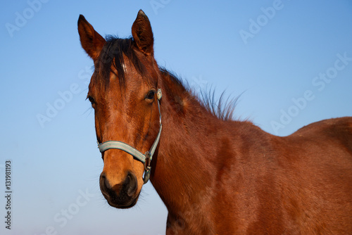 Portrait of brown horse against a blue sky © encierro
