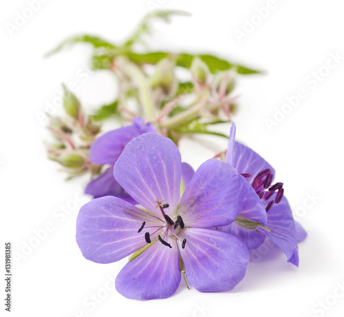 Geranium (johnson's blue) flower isolated on a white background