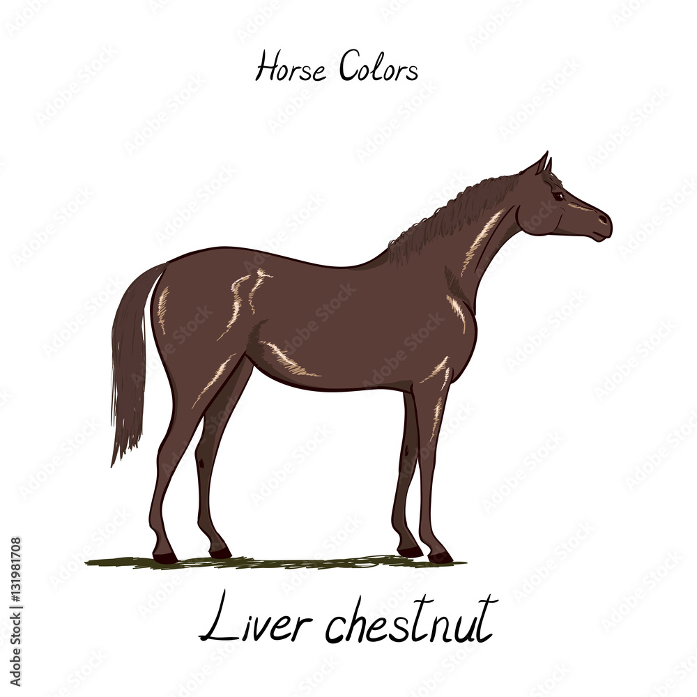 Horse color chart on white. Equine coat colors with text. Equestrian ...