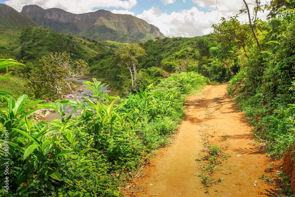 Obraz premium Ścieżka w dżungli w parku Masoala