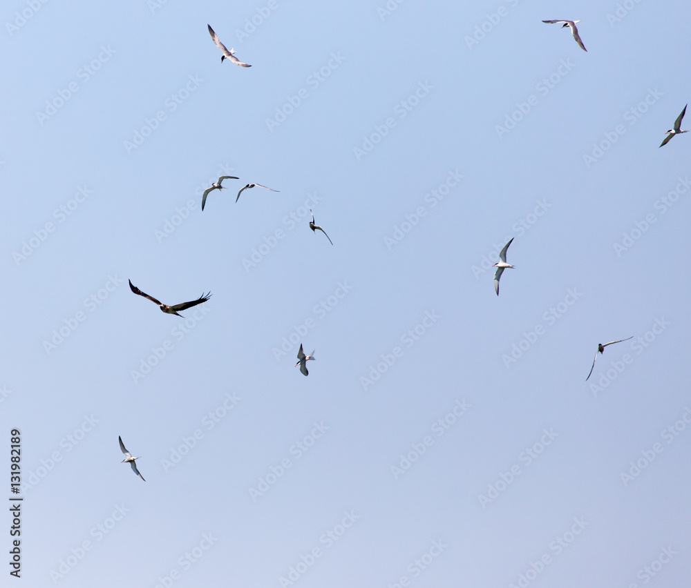 seagull flying over the eagle in the sky seagull flying over the eagle in the sky