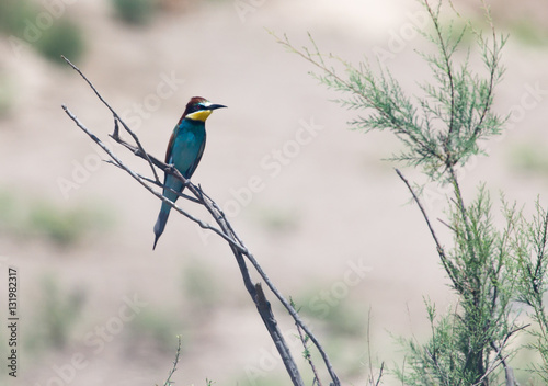 a beautiful blue bird in nature