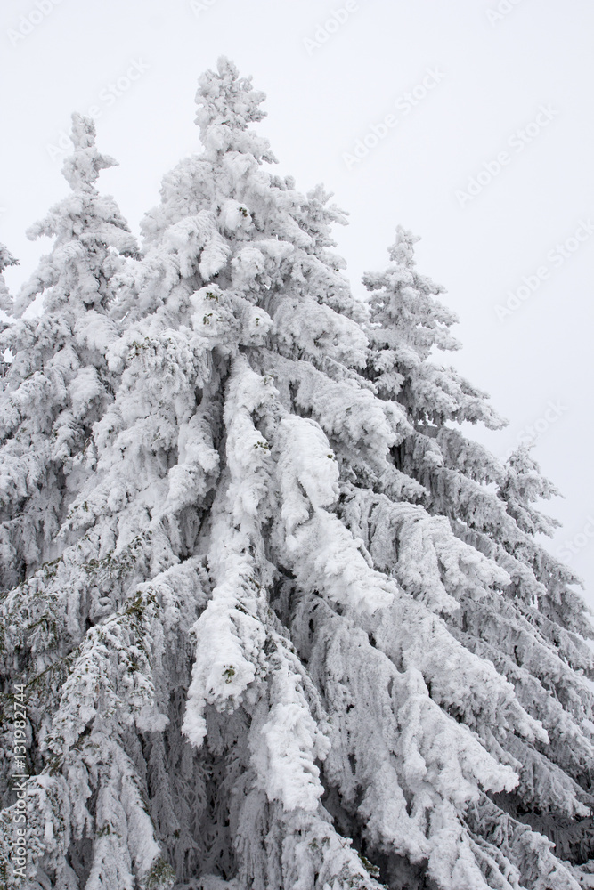 Trees covered with hoarfrost and snow
