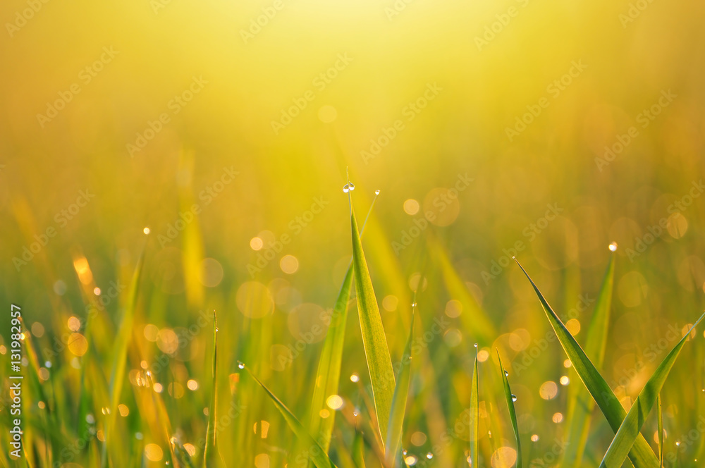 Grass with morning dew in warm early morning light