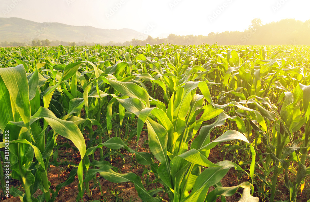 Corn field in early morning light - obrazy, fototapety, plakaty 