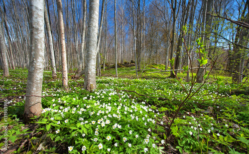 Wood with white spring flowers and sunrays. Forest landscape on sunny day