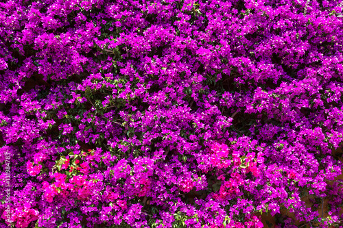Background of purple bougainvillea