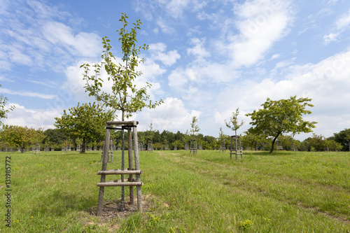 junger Apfelbaum auf einer Streuobstwiese