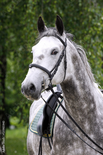 Lipizzaner stallion under saddle on beautiful animal farm summertime
