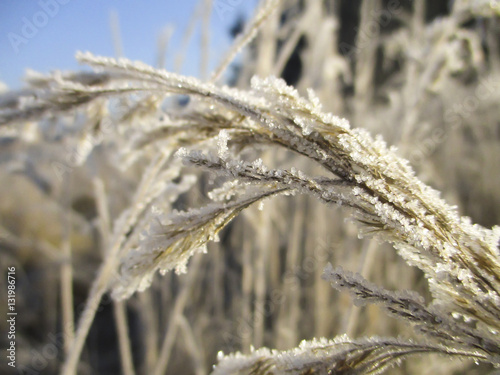 ice crystals on dry grass