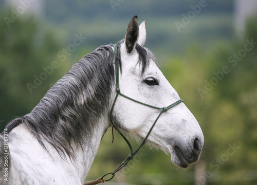 Cuadro en lienzo Head shot of a young lipizzaner horse against green natural background