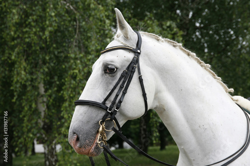 Head shot of a beautiful white horse photo