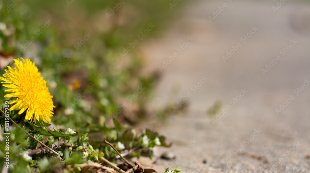 Dandelion in bloom at the edge of a sidewalk. Lawn weeds. Unwanted. Dandelion in bloom at the edge of a sidewalk. Lawn weeds. Unwanted.