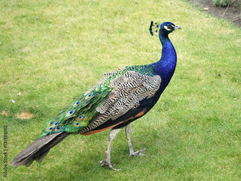 Fototapeta premium peacock