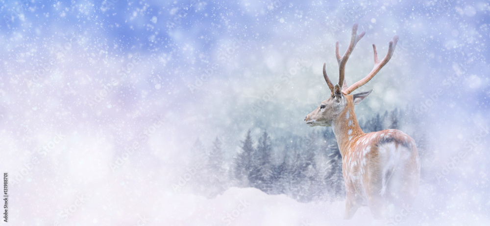 Fototapeta premium Winter background with deer
