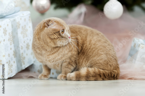 Fototapeta Naklejka Na Ścianę i Meble -  Cat with christmas tree and gift