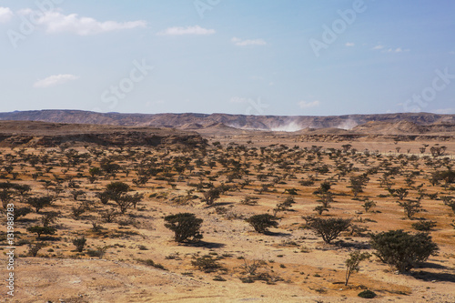 Frankincense tree in Wadi Dawkah Frankincence Nature Resort. Dhofar mountain, Oman