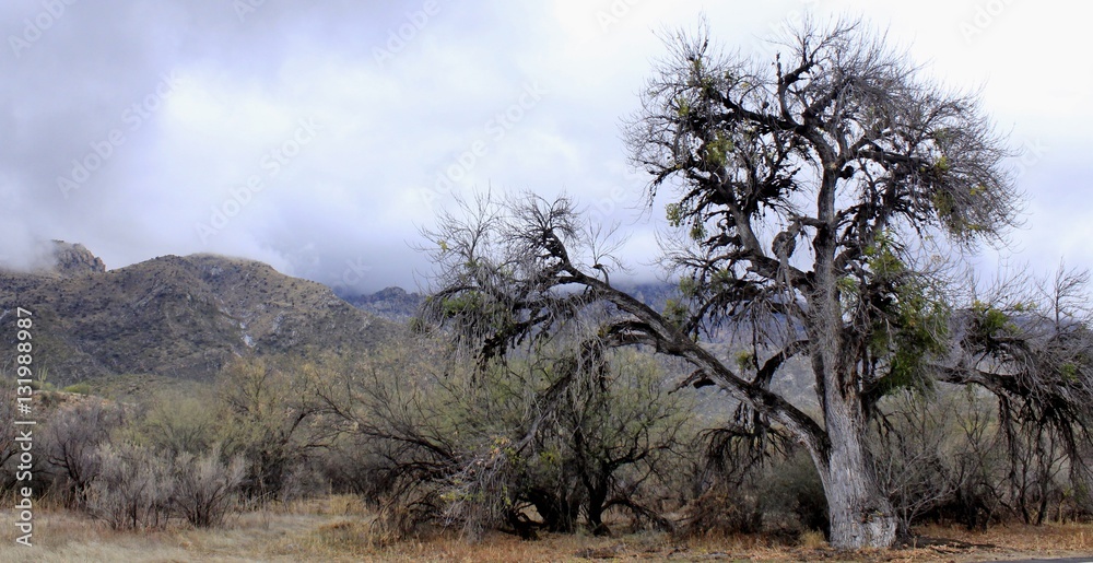 Desert trees and mountain range on a cold winter day in southwest Arizona Desert trees and mountain range on a cold winter day in southwest Arizona