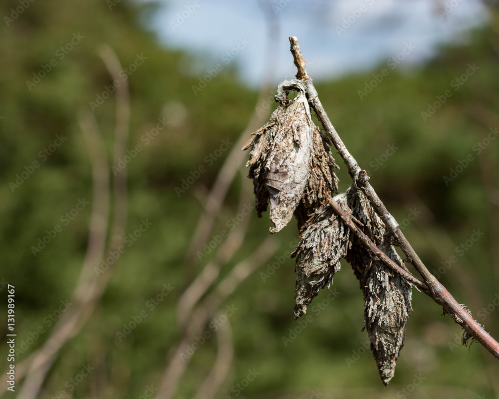 Bag worm. Landscape pest. Group of invasive insects.