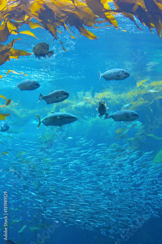 school of fish and kelp underwater