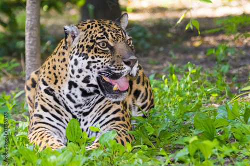 Spotted female jaguar