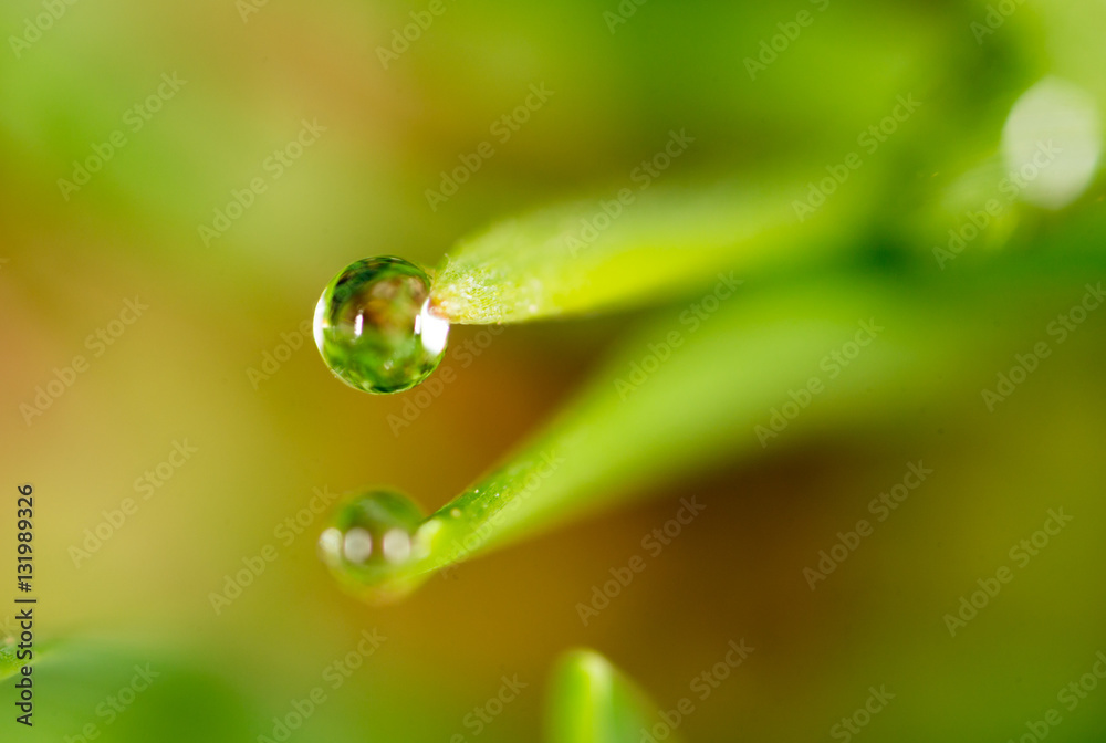 drops of dew on the green grass. macro drops of dew on the green grass. macro