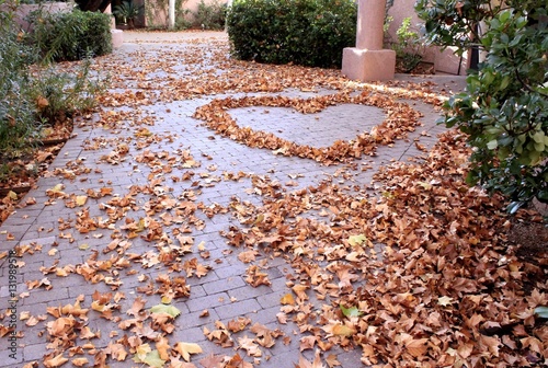 Fall in Southwest Arizona brings bright colors to the trees and falling leaves to the desert floor.