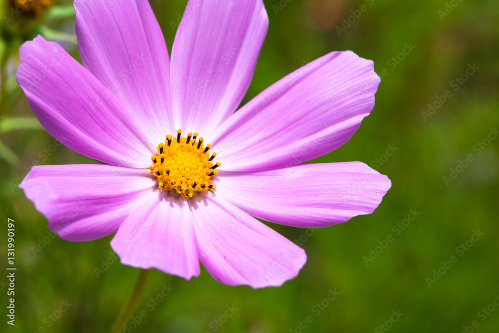 Close-up of Pink Cosmos flowers blooming Close-up of Pink Cosmos flowers blooming