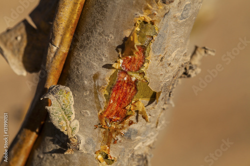 Boswellia sacra tree - frankincense resin