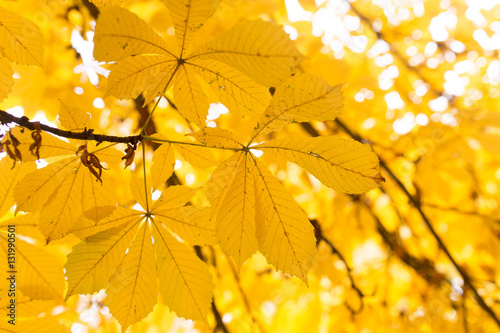 the leaves on the tree in nature in autumn