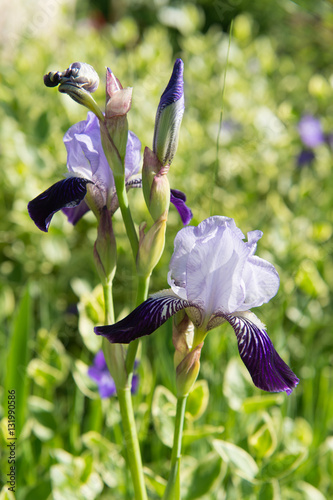 Fototapeta Naklejka Na Ścianę i Meble -  Bearded iris in nature