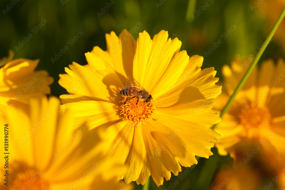 Yellow Cosmos flowers blooming and honey bee Yellow Cosmos flowers blooming and honey bee