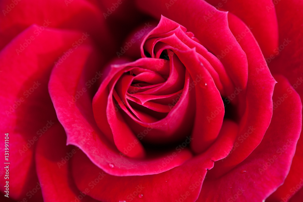 Red rose petals of close-up Red rose petals of close-up