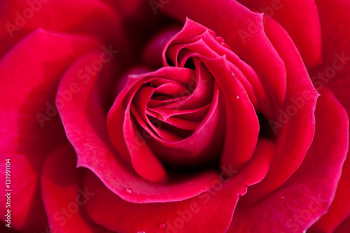 Red rose petals of close-up