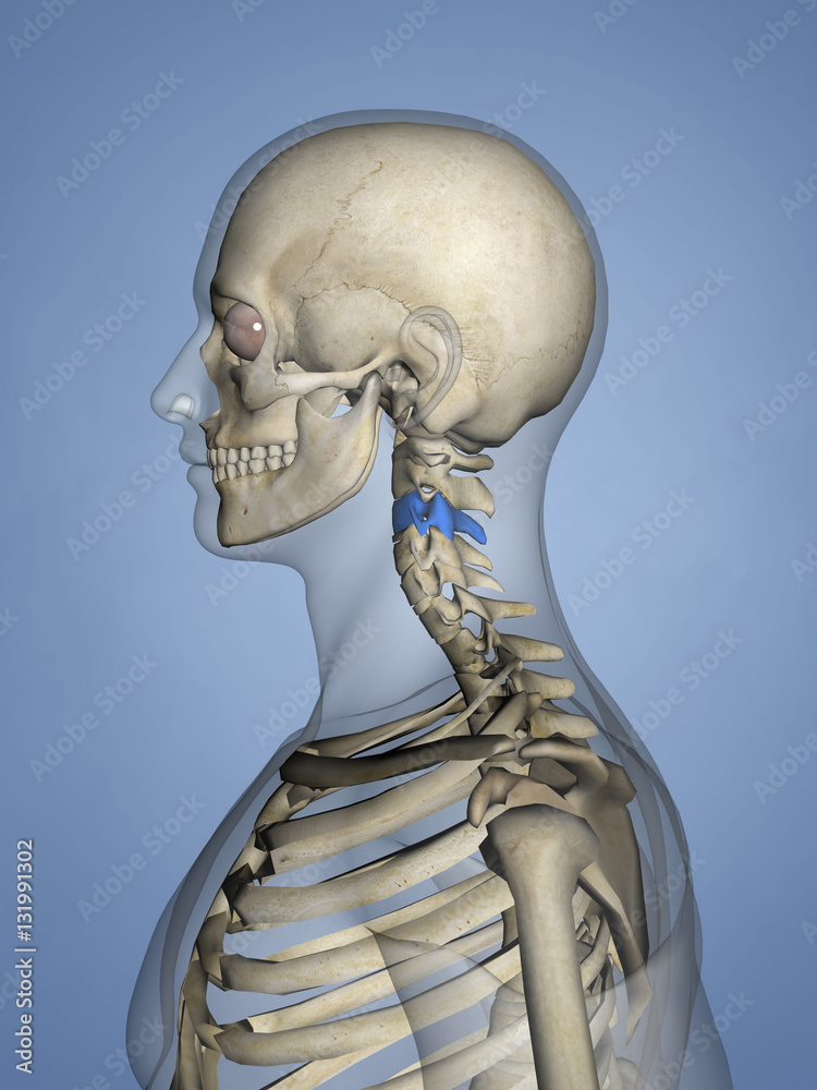 Cervical vertebrae M-SKEL C3-l-2, 3D Model