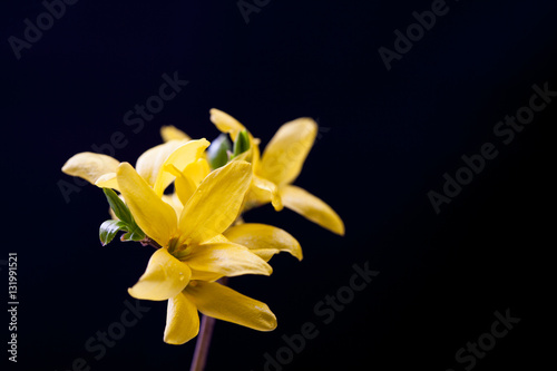 Fototapeta Naklejka Na Ścianę i Meble -  Wet Forsythia flower on a black background 