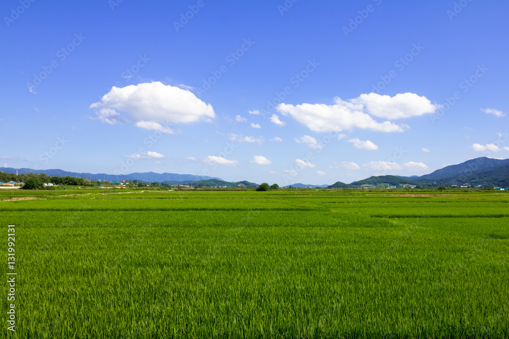 Rural Landscape of Korea with paddy
