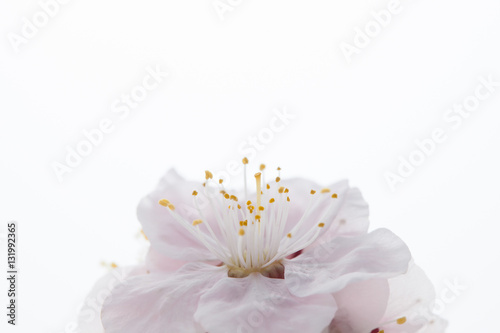 Plum flower petal 