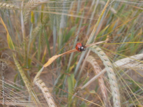 beautiful summer landscape: ladybug on wheat ears, insect, nature, field, cereals