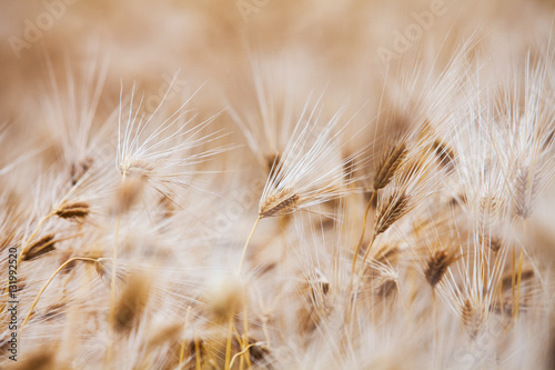 Barley in the barley field korea