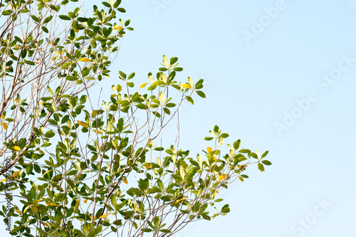 group of green leaf and sky,green leaf from garden,green leaf make oxygen and part of tree