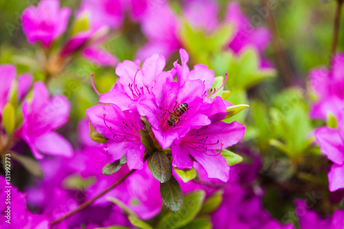 Bee on a Purple Geisha Azaleas 