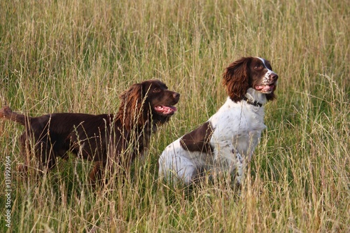 working spaniels in a field of grass