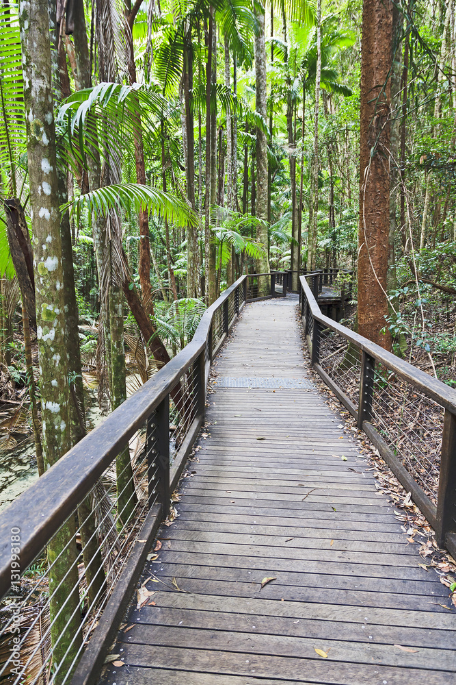 Fototapeta premium QE FI Rainforest Boadwalk vert