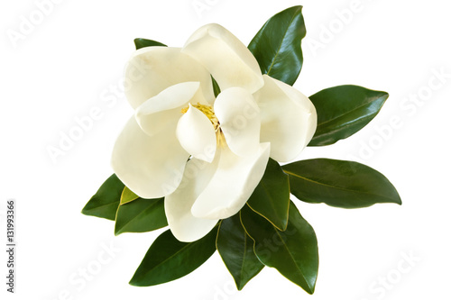 Fototapeta Naklejka Na Ścianę i Meble -  Magnolia Flower Isolated on White