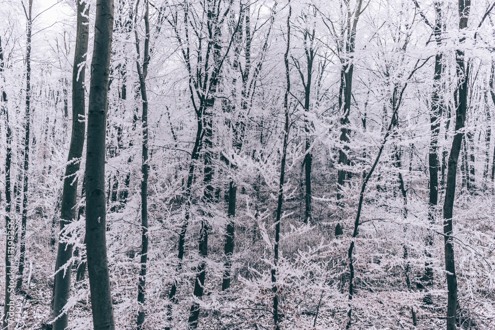 Fototapeta premium Icey wood