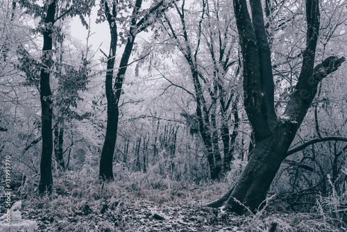 Canvas Print Icey wood